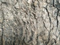 WOOD TEXTURE.Old cross-section of a tree.Original wood texture on the cut. Royalty Free Stock Photo