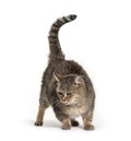 Old Crossbreed cat looking down Royalty Free Stock Photo