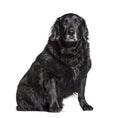 Old Crossbreed dog graying, isolated Royalty Free Stock Photo