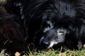 Old crossbreed female dog sleeping on spring lawn, gray-haired around nose and eyes. Royalty Free Stock Photo