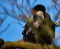 Old crow sitting behind branches in a tree Royalty Free Stock Photo