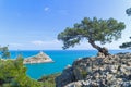 Old curved juniper on the seashore