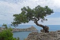 Old curved juniper on the seashore.