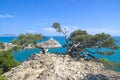 Old curved junipers on the seashore