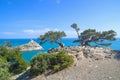 Old curved junipers on the seashore