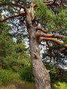 An old curved pine tree growing on a hillside