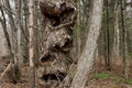 An old curved skewed tree with uneven hollows in a fabulous wild forest