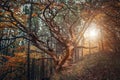 Old curved tree on autumn forest glade Royalty Free Stock Photo