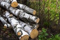 Old cut birch, dried for the needs of furnace heating Royalty Free Stock Photo