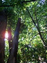 An old cut down oak tree, surrounded by forest and sunlight Royalty Free Stock Photo