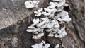 Old cut down tree stump with fungi in the natural process of recycling nutrients Royalty Free Stock Photo