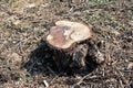 Old cut down tree stump surrounded with dried branches and fallen leaves Royalty Free Stock Photo