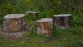 Old cut down tree stumps with the age-defining rings of a tree Royalty Free Stock Photo