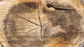 Old cut-off tree trunk with beautiful grain Royalty Free Stock Photo