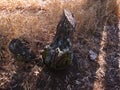 OLD CUT TREE STUMP WITH LICHEN AND MOSS Royalty Free Stock Photo