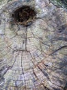 Old cut of a tree. A thick tree branch cut down long ago. The place where the trunk was. Wrinkled wood. Tree rings