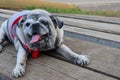 Old and cute chubby pug dog portrait smiling with tongue and teeth funny face concept of dog. Royalty Free Stock Photo