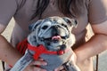 Old and cute chubby pug dog portrait smiling with tongue and teeth funny face concept of dog. Royalty Free Stock Photo