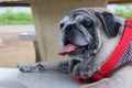 Old and cute chubby pug dog portrait smiling with tongue and teeth funny face concept of dog. Royalty Free Stock Photo