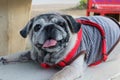 Old and cute chubby pug dog portrait smiling with tongue and teeth funny face concept of dog. Royalty Free Stock Photo