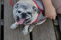 Old and cute chubby pug dog portrait smiling with tongue and teeth funny face concept of dog. Royalty Free Stock Photo
