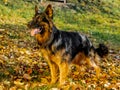 Old cute lovely German Shepherd dog standing on the yellow leaves on a sunny day in fall