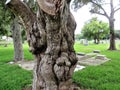 Gnarled cypress tree in cemetery