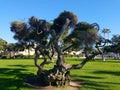 Old Cyprus Trees Near Beach California