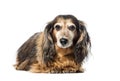 Old Dachshund ,badger dog, sausage dog Royalty Free Stock Photo