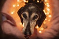 Old dachshund dog with tongue out on christmas yellow lights background Royalty Free Stock Photo