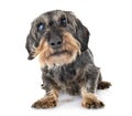 Senior dachshund in studio Royalty Free Stock Photo