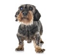 Senior dachshund in studio Royalty Free Stock Photo