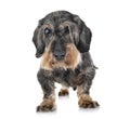 Senior dachshund in studio Royalty Free Stock Photo