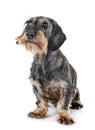 Senior dachshund in studio Royalty Free Stock Photo