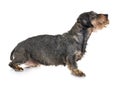 Senior dachshund in studio Royalty Free Stock Photo