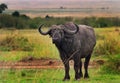 An Old Dager Boy - lone male Cape Buffalo - standing on the african plains