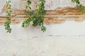 Old Damaged Brick Plaster Wall with Hanging Creeping Plants