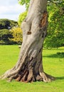 Old damaged trunk of a horse chestnut tree.