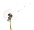 Old dandelion and flying seeds on white Royalty Free Stock Photo