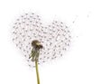Old dandelion heart shape and flying seeds Royalty Free Stock Photo