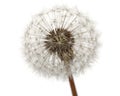 Old dandelion isolated on white background Royalty Free Stock Photo