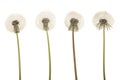 Old dandelion isolated on white background closeup