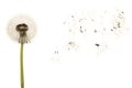 Old dandelion isolated on white background closeup Royalty Free Stock Photo