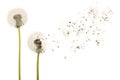 Old dandelion isolated on white background closeup Royalty Free Stock Photo