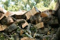 Old dangerous trees are being removed in cities. The process of loading sawn trees onto a truck