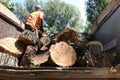 Old dangerous trees are being removed in cities. The process of loading sawn trees onto a truck