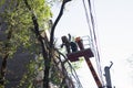 Old dangerous trees are being cut down in cities. Royalty Free Stock Photo