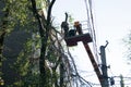 Old dangerous trees are being removed in cities. Royalty Free Stock Photo