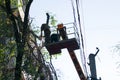 Old dangerous trees are being removed in cities. Royalty Free Stock Photo