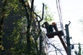 Old dangerous trees are being removed in cities. Royalty Free Stock Photo